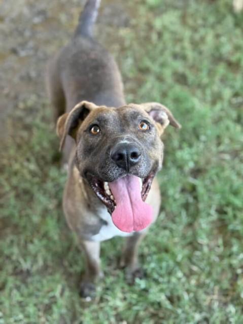 DELILAH, Adoptable, Adult Female Labrador Retriever & Pit Bull Terrier.