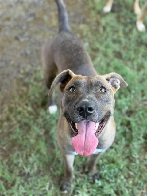 Enlarge DELILAH, a Adoptable mixed breed in Riverside, CA image 1/1