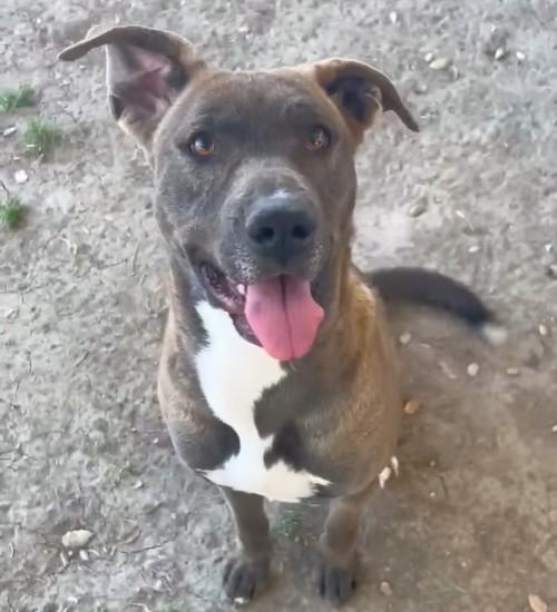 Enlarge DELILAH, a Adoptable mixed breed in Riverside, CA image 1/2