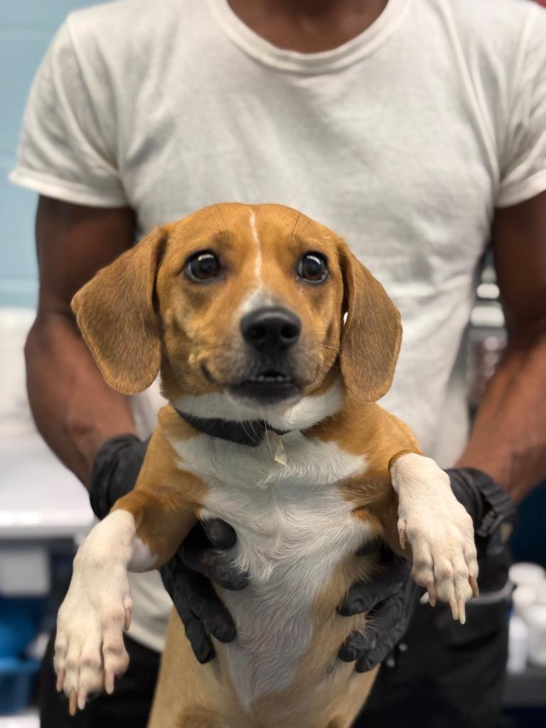 MR JEFFIERS, Adoptable, Senior Male Basset Hound & Hound.