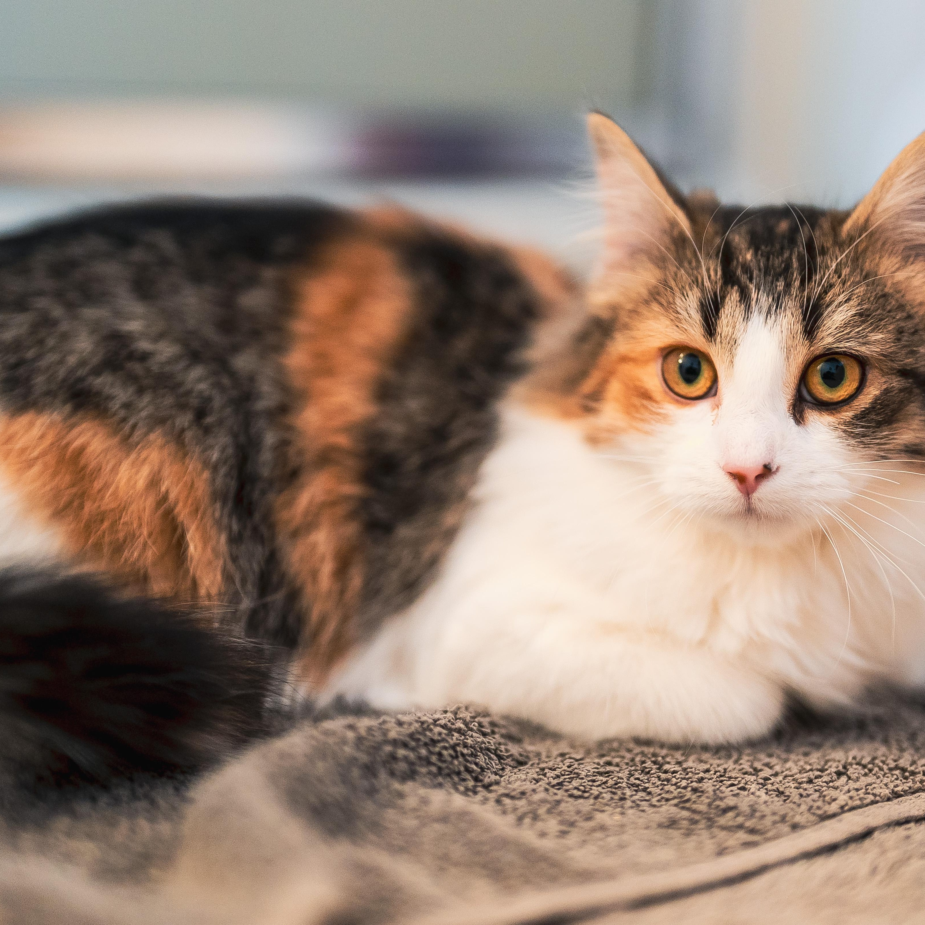 Enlarge Serafina (f) 2yrs Calico polydactyl DMH, a ADOPTABLE Extra-Toes Cat / Hemingway Polydactyl in Ottawa, ON image 6/6