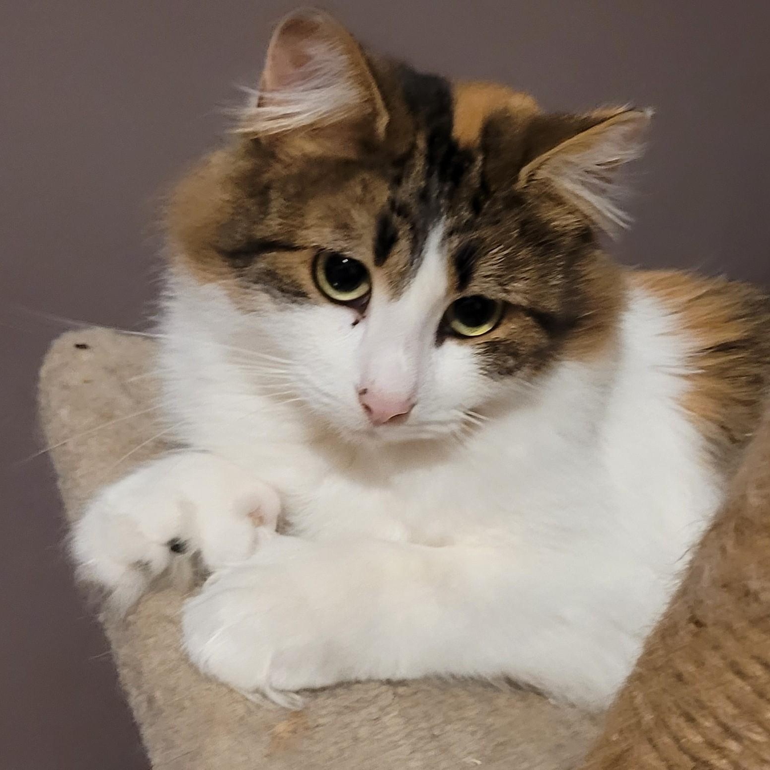 Enlarge Serafina (f) 2yrs Calico polydactyl DMH, a ADOPTABLE Extra-Toes Cat / Hemingway Polydactyl in Ottawa, ON image 5/6