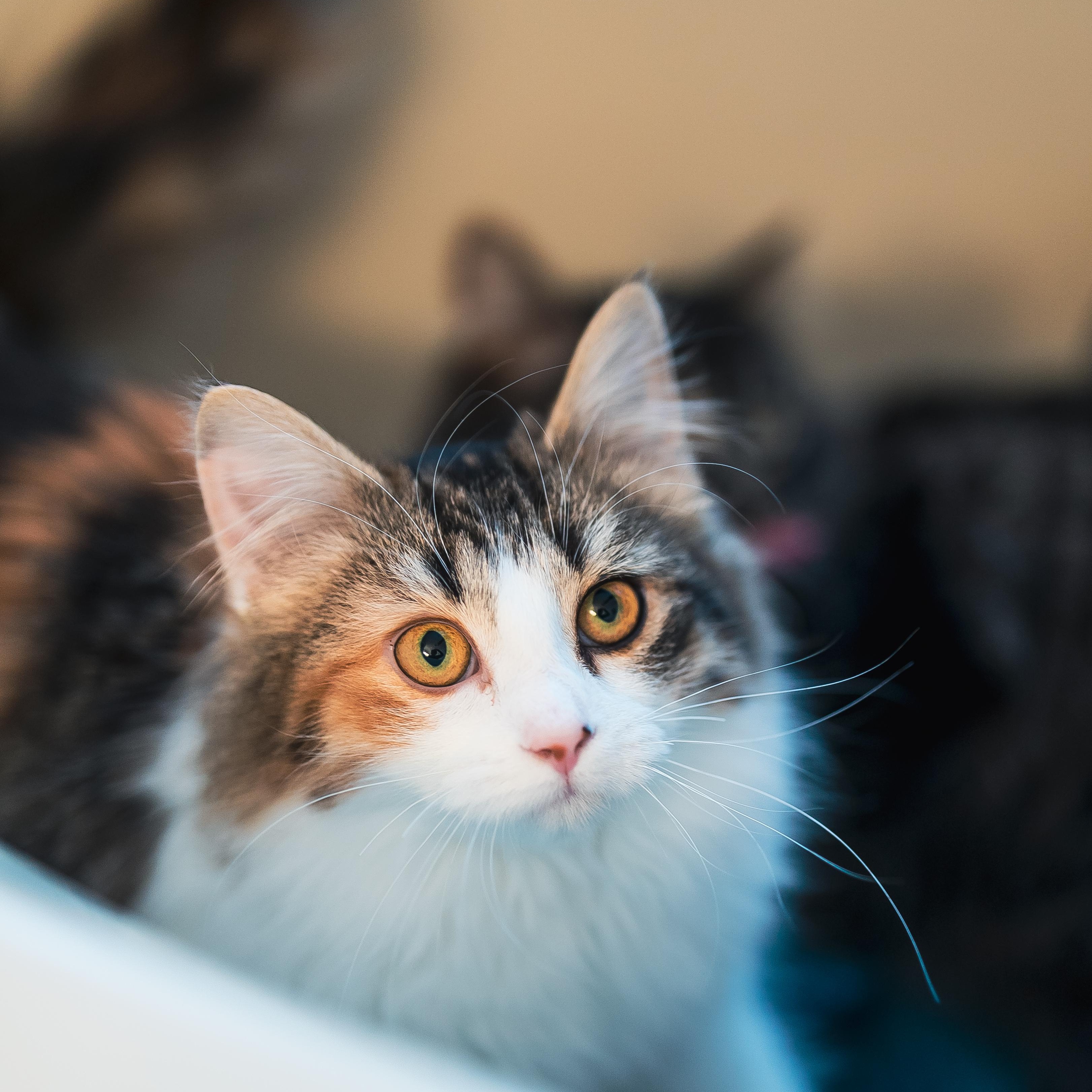 Enlarge Serafina (f) 2yrs Calico polydactyl DMH, a ADOPTABLE Extra-Toes Cat / Hemingway Polydactyl in Ottawa, ON image 3/6