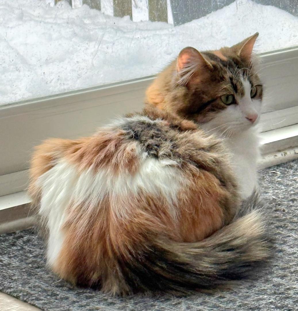 Serafina (f) 2yrs Calico polydactyl DMH, ADOPTABLE, Adult Female Extra-Toes Cat / Hemingway Polydactyl.