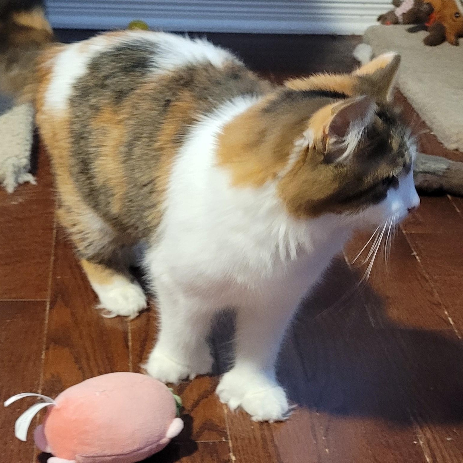 Enlarge Serafina (f) 2yrs Calico polydactyl DMH, a ADOPTABLE Extra-Toes Cat / Hemingway Polydactyl in Ottawa, ON image 4/6