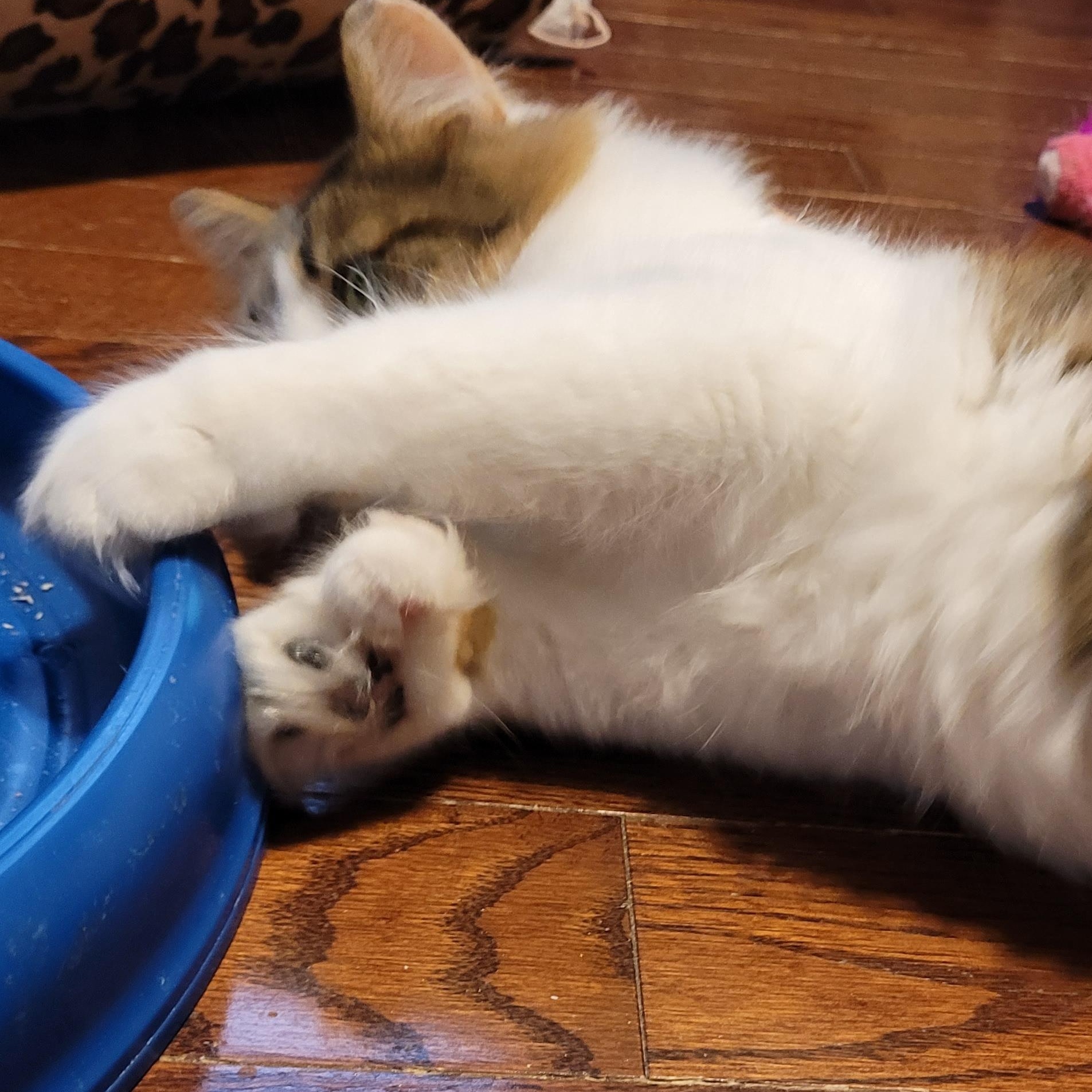 Enlarge Serafina (f) 2yrs Calico polydactyl DMH, a ADOPTABLE Extra-Toes Cat / Hemingway Polydactyl in Ottawa, ON image 2/6