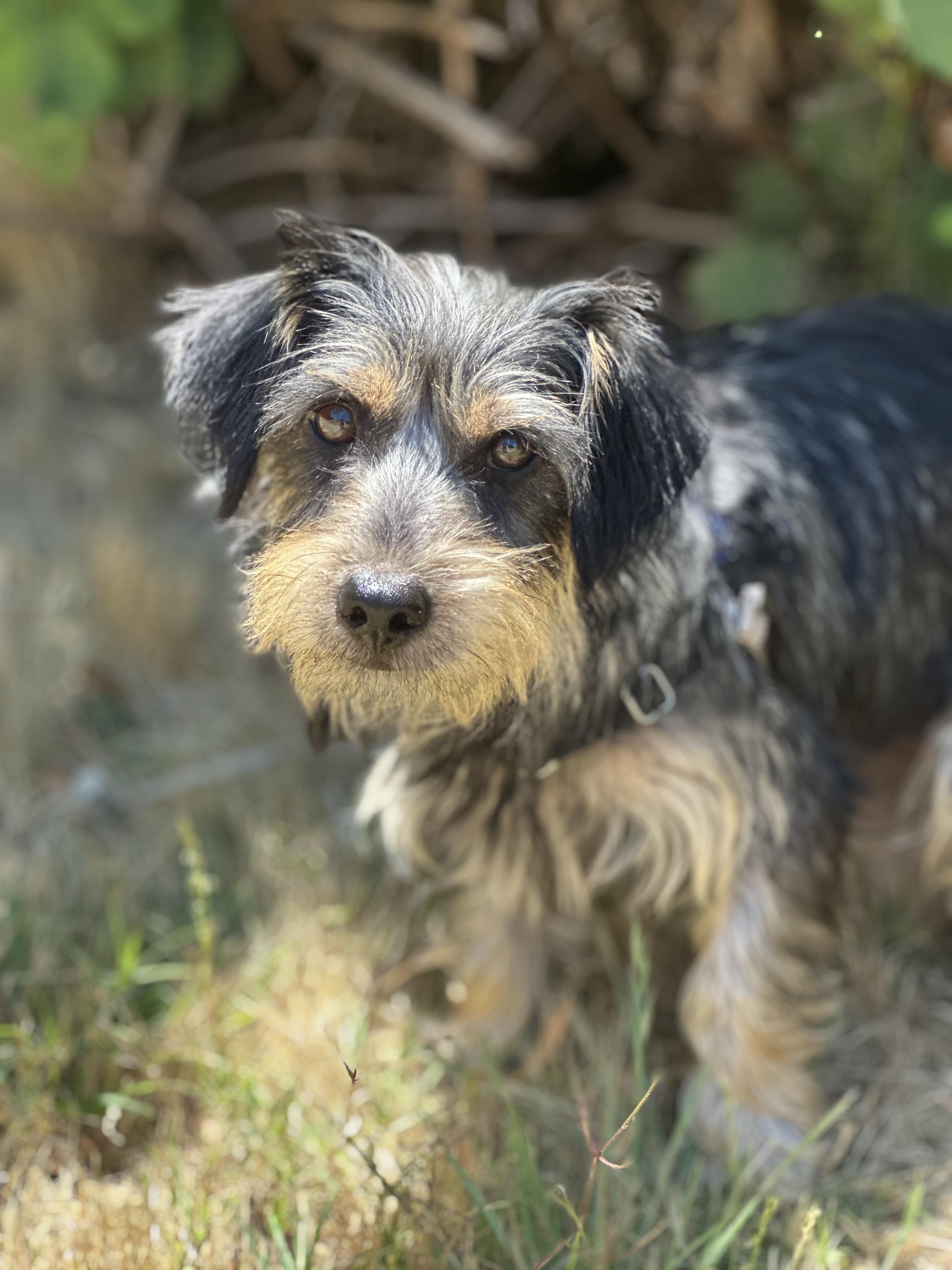 Enlarge Freya, an adoptable mixed breed in Petaluma, CA image 1/4