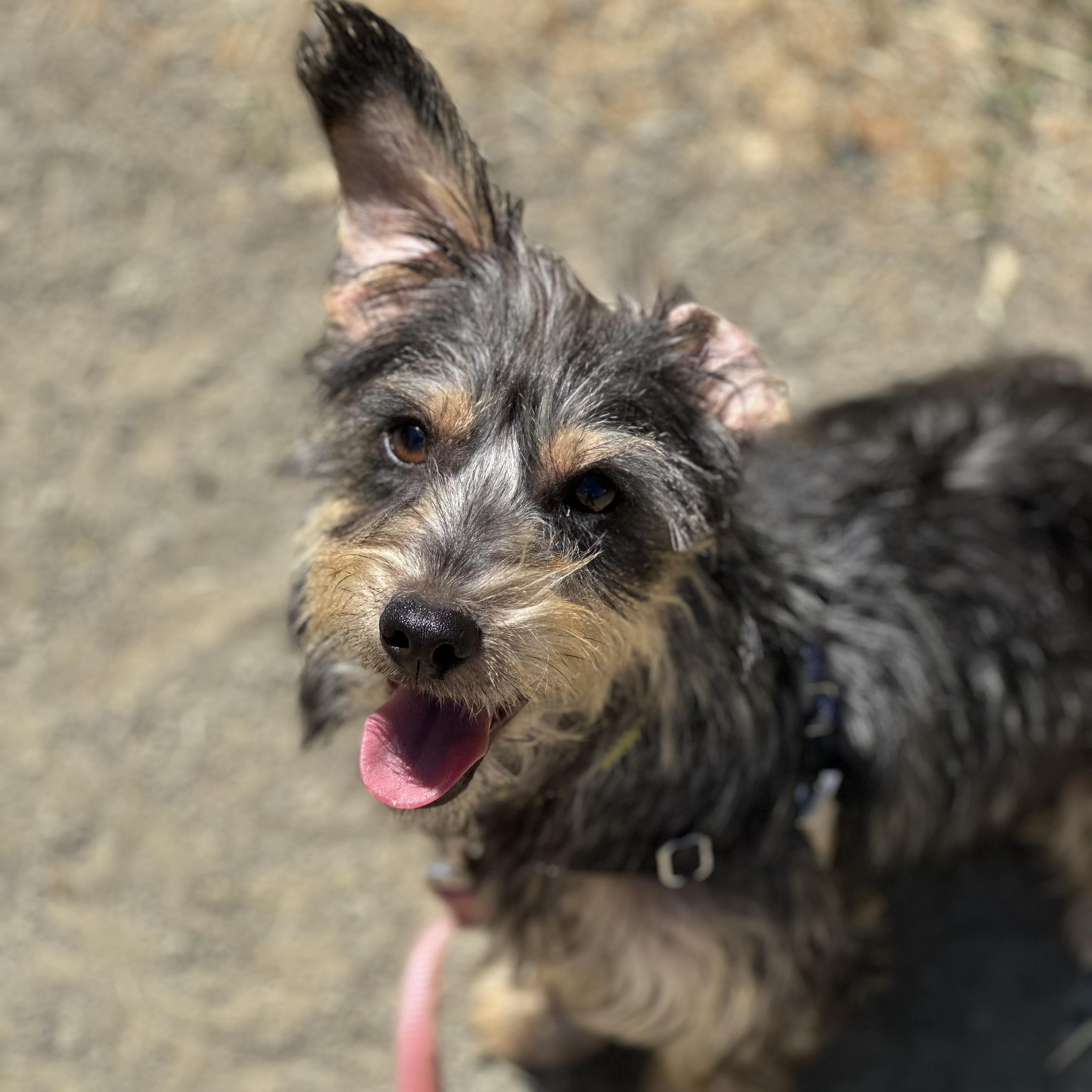 Enlarge Freya, an adoptable mixed breed in Petaluma, CA image 2/4