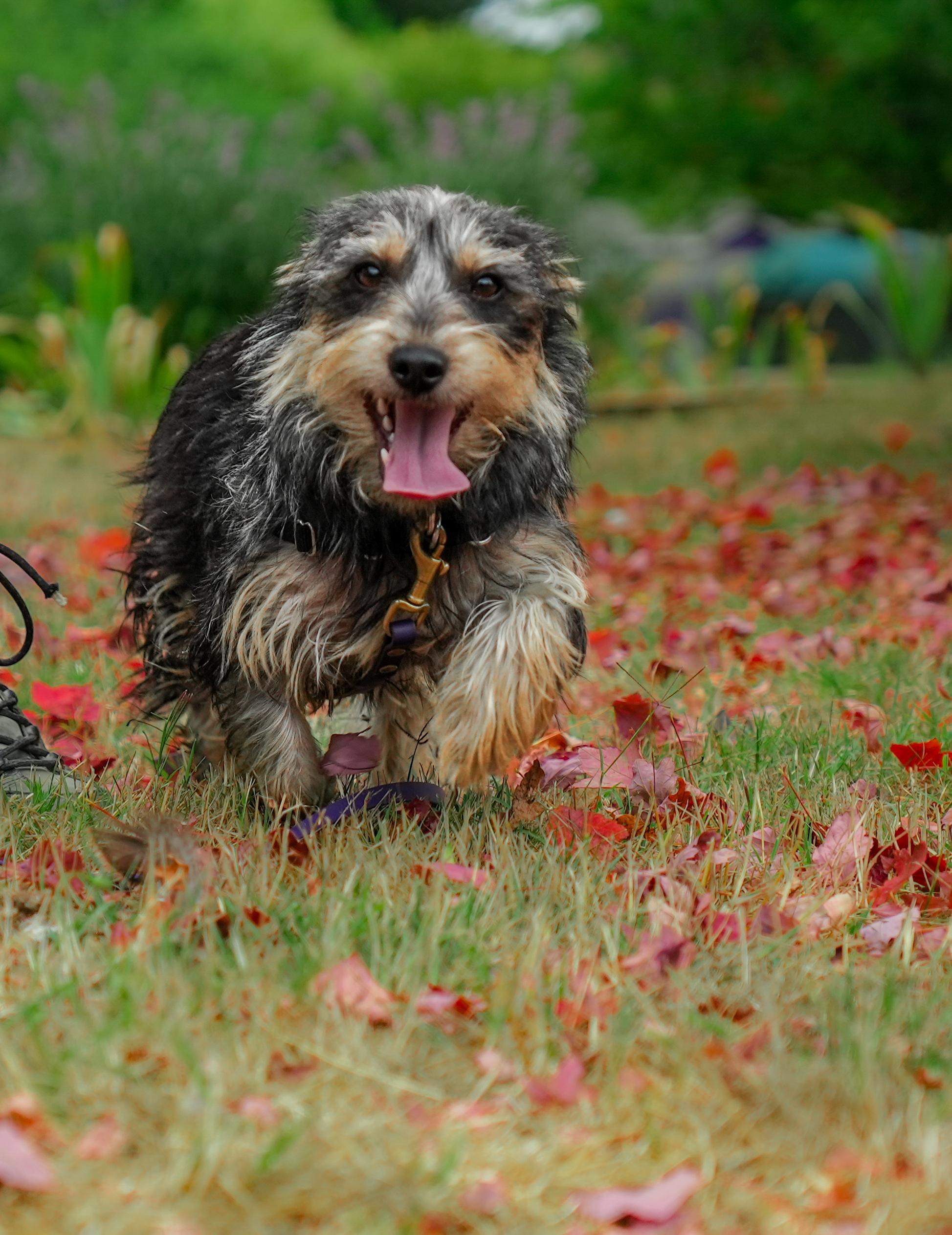 Enlarge Freya, an adoptable mixed breed in Petaluma, CA image 4/4