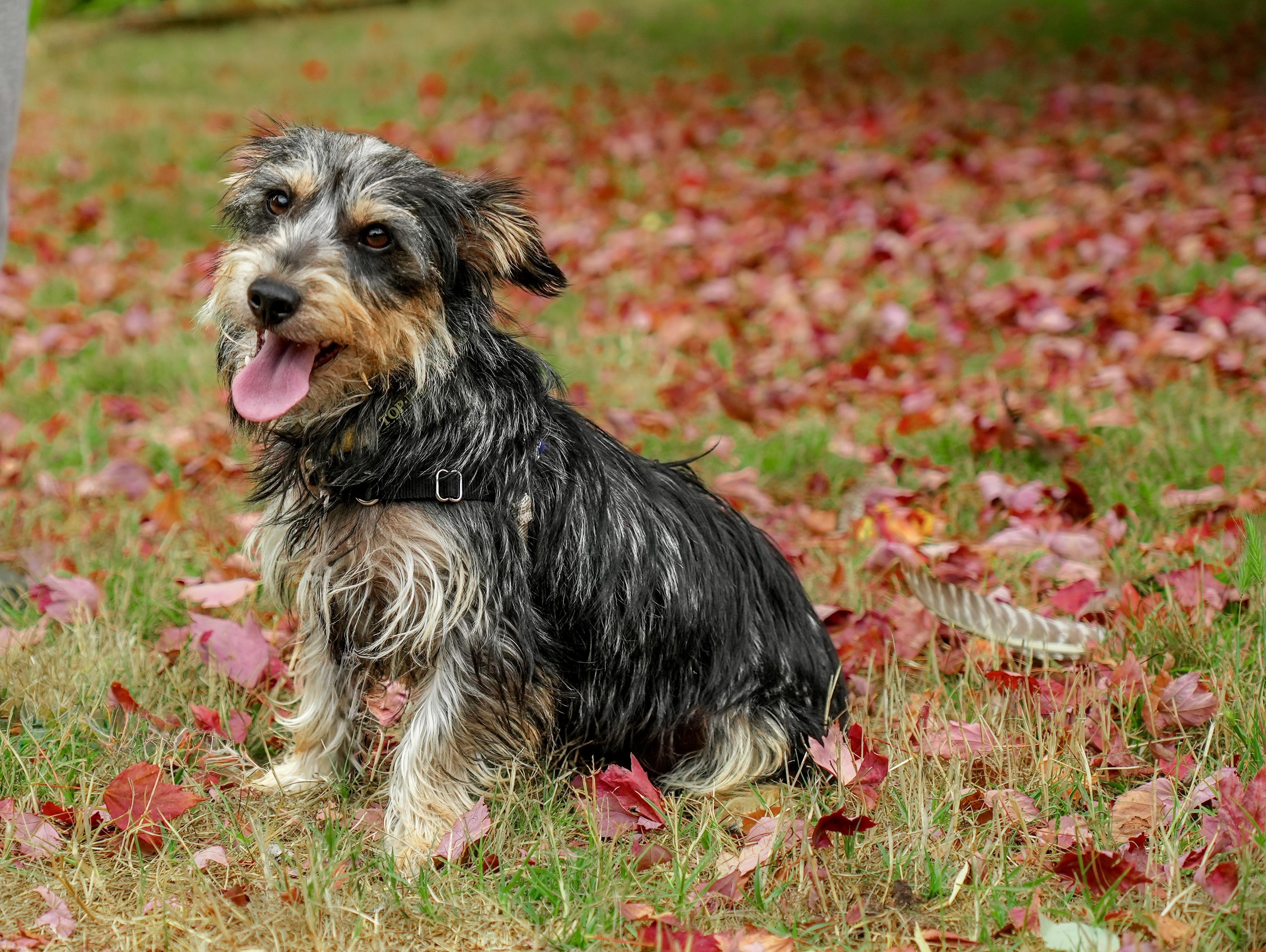 Enlarge Freya, an adoptable mixed breed in Petaluma, CA image 3/4