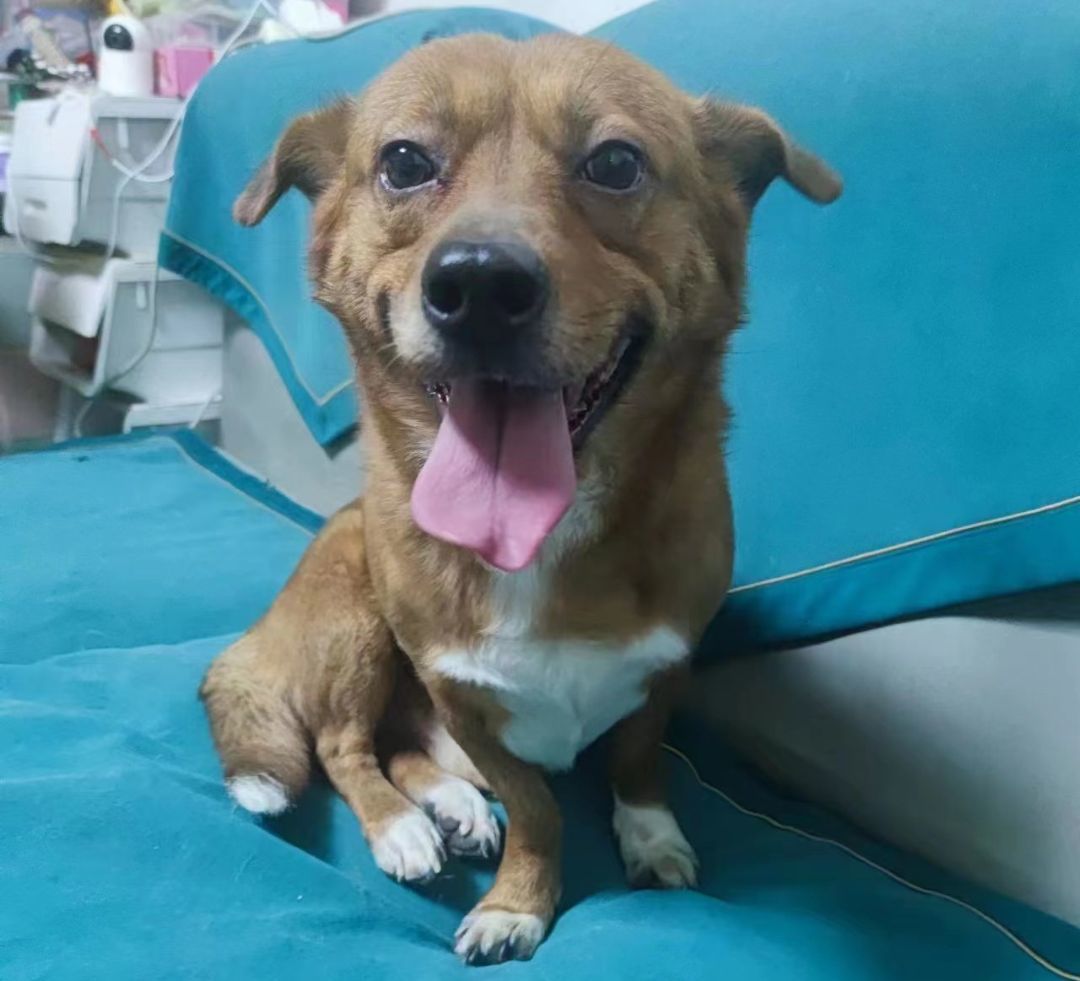 Jimmy, a Adopted mixed breed in Van Nuys, CA image 1/4