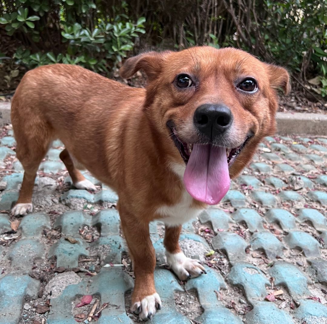 Jimmy, a Adopted mixed breed in Van Nuys, CA image 2/4