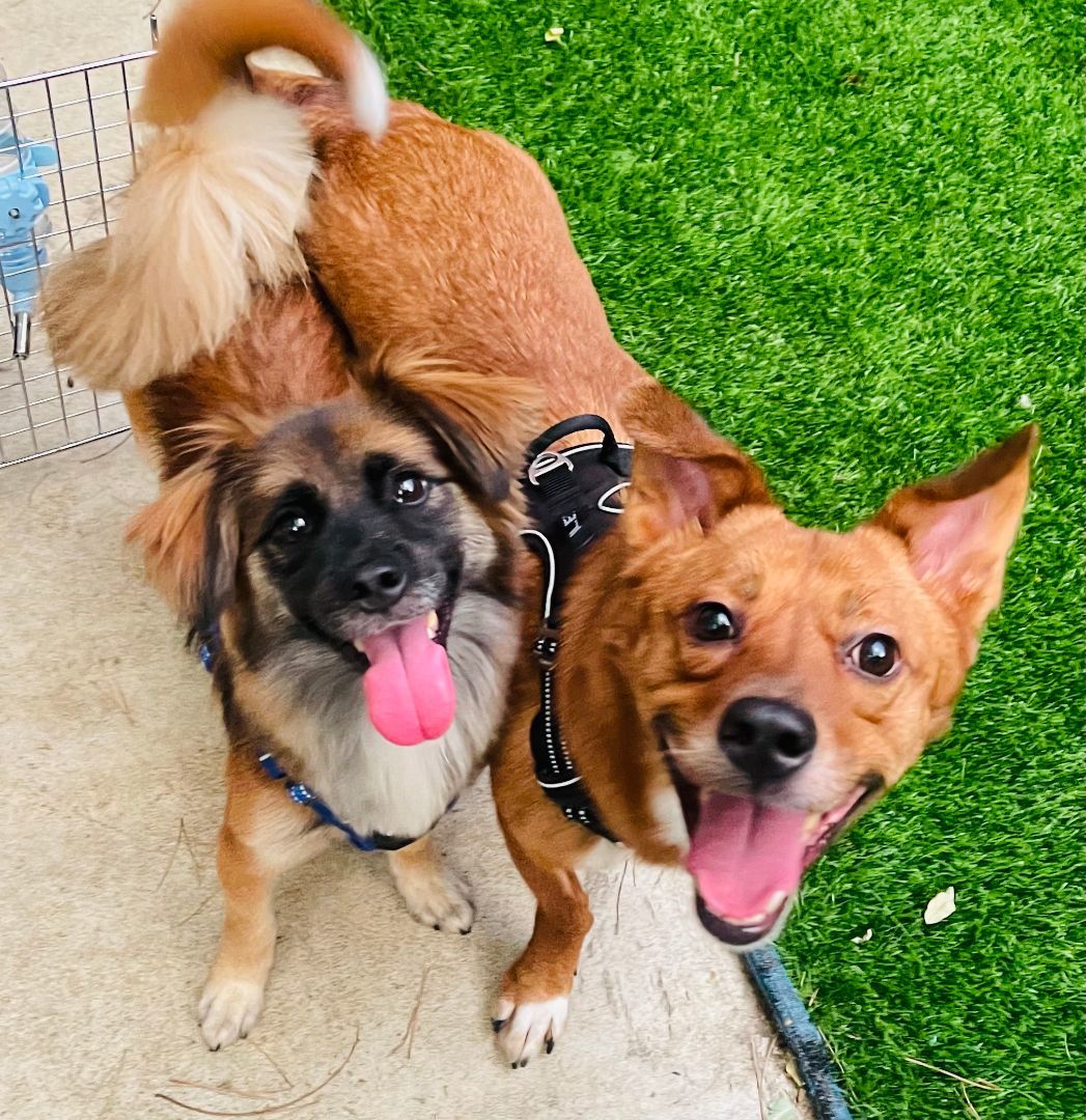 Jimmy, a Adopted mixed breed in Van Nuys, CA image 3/4