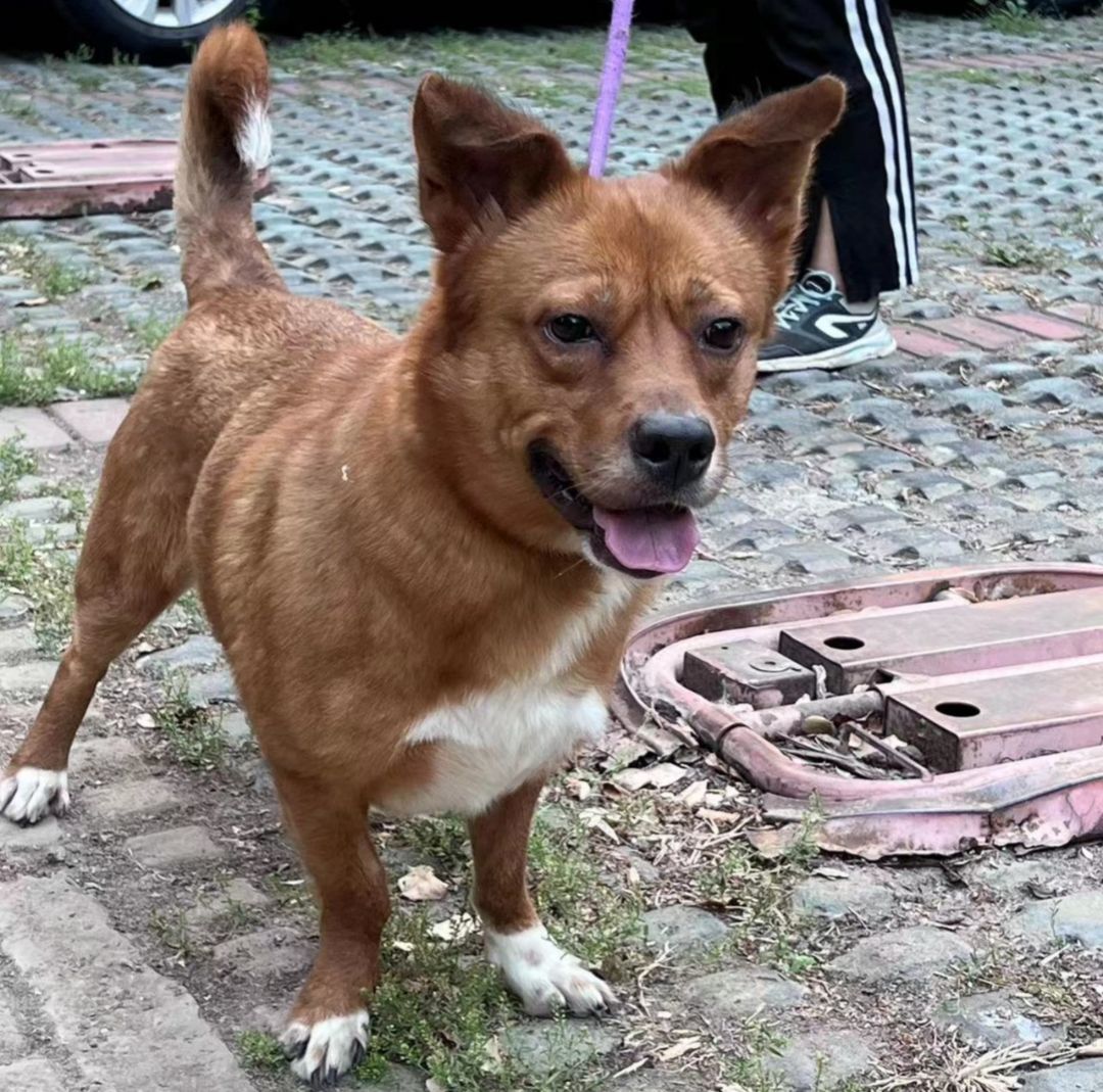 Jimmy, a Adopted mixed breed in Van Nuys, CA image 4/4