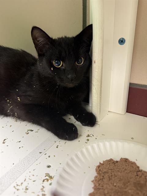 SATURN, Adoptable, Young Male Domestic Short Hair.