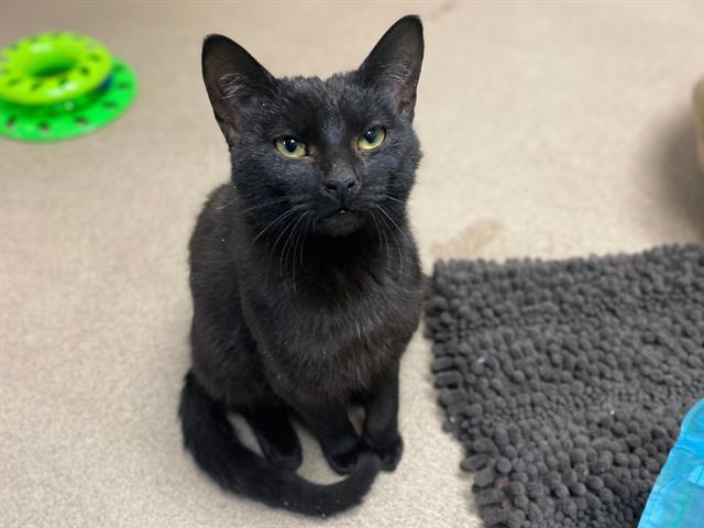 SATURN, Adoptable, Young Male Domestic Short Hair.