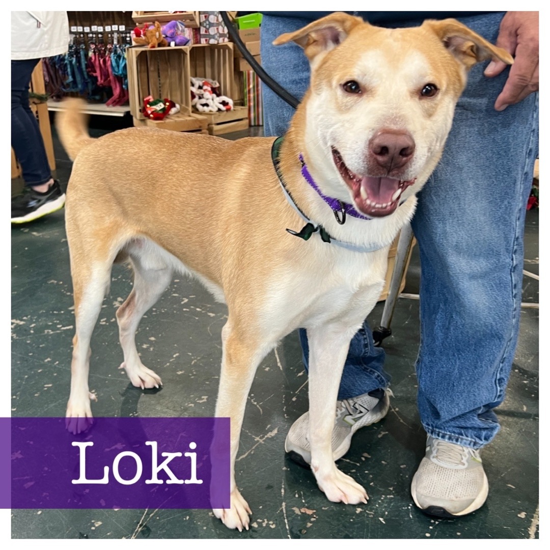 Loki is a 2 year old gorgeous huskyyellow lab mix and 59lbs He is crate and house trained and goo