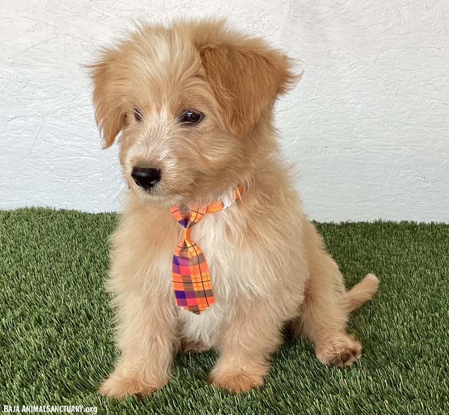 Sebastian, an adopted mixed breed in San Diego, CA image 4/4