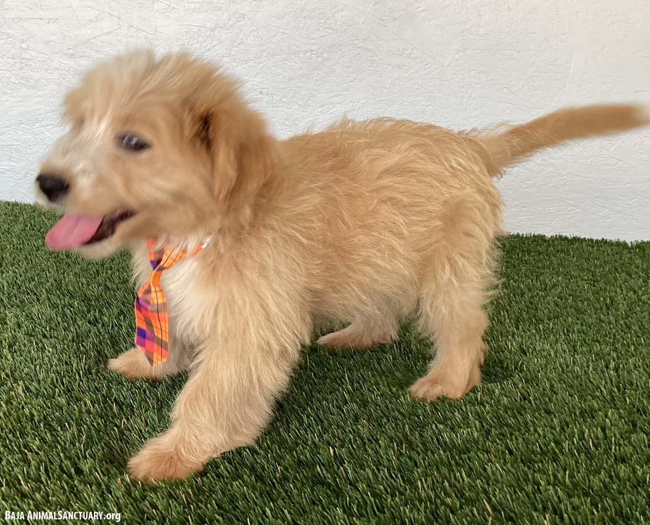 Sebastian, an adopted mixed breed in San Diego, CA image 3/4