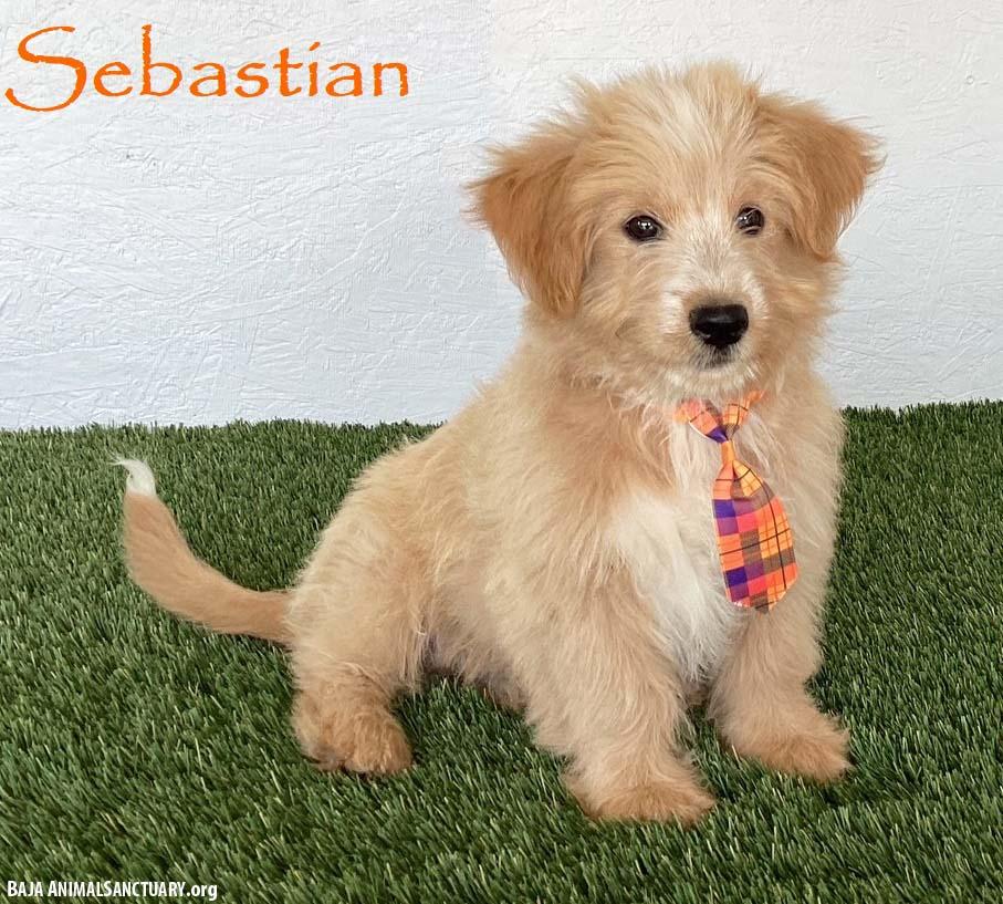 Sebastian, adopted, Puppy Male Labradoodle.