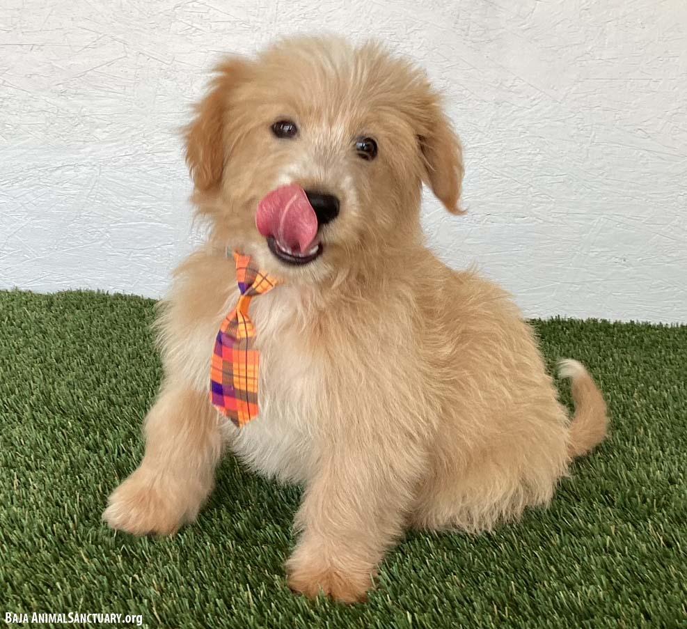 Sebastian, an adopted mixed breed in San Diego, CA image 2/4