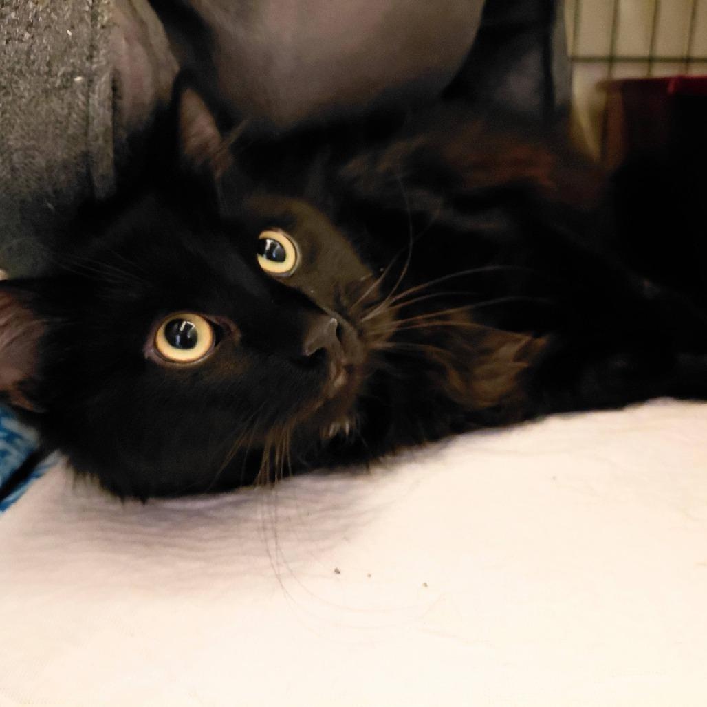 Enlarge Dillion the Second (Noir), a Adoptable Domestic Medium Hair in Branson, MO image 1/1