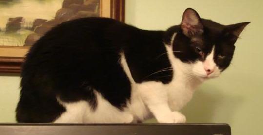 Cain, Adoptable, Senior Male Domestic Short Hair.