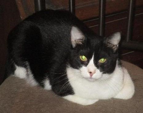 Enlarge Cain, a Adoptable mixed breed in St. Louis, MO image 2/2