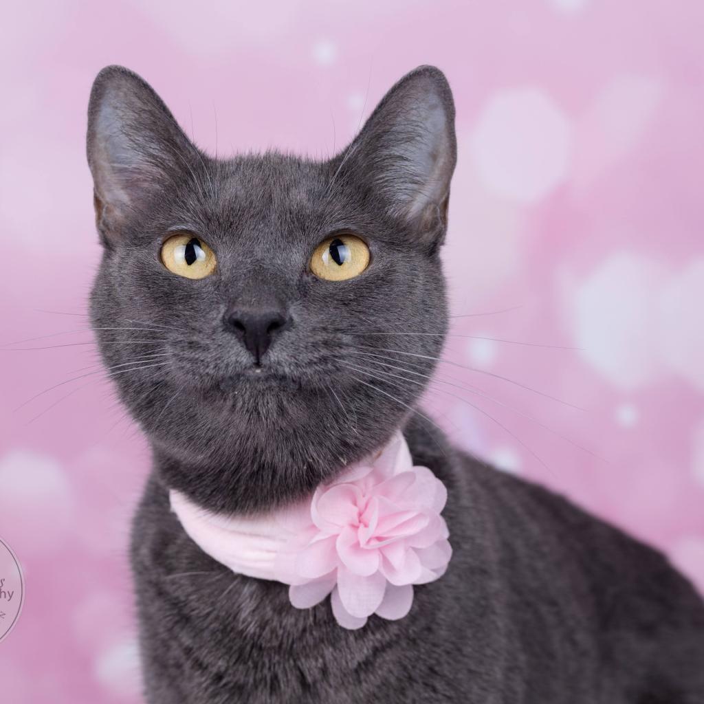 Gracie and Oliver, a Adoptable Domestic Short Hair in Tuscaloosa, AL image 1/5