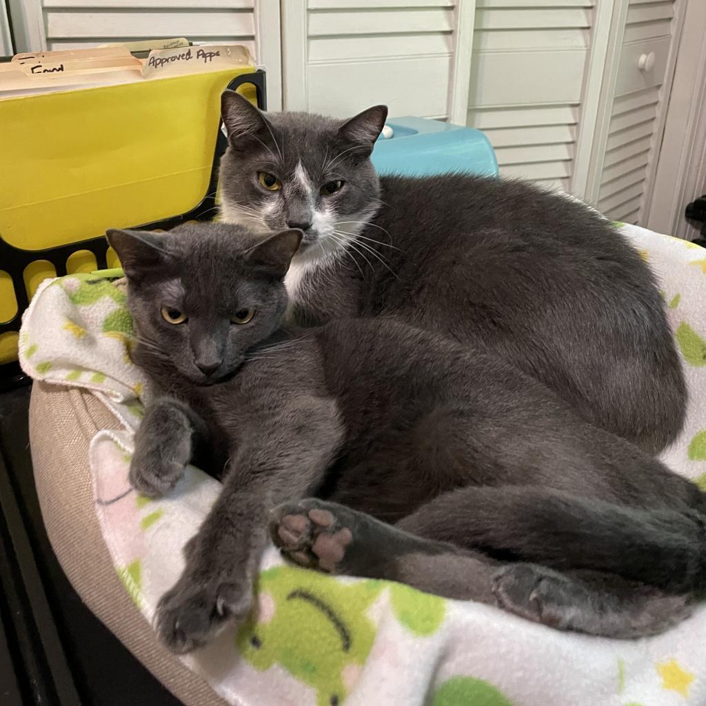 Gracie and Oliver, a Adoptable Domestic Short Hair in Tuscaloosa, AL image 2/5