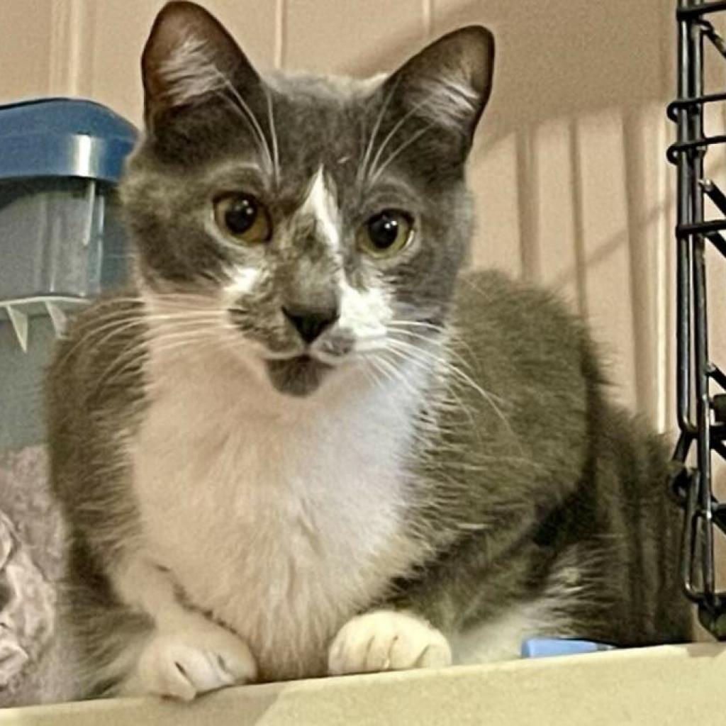 Gracie and Oliver, a Adoptable Domestic Short Hair in Tuscaloosa, AL image 3/5