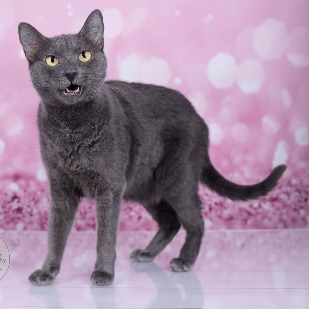 Gracie and Oliver, a Adoptable Domestic Short Hair in Tuscaloosa, AL image 4/5