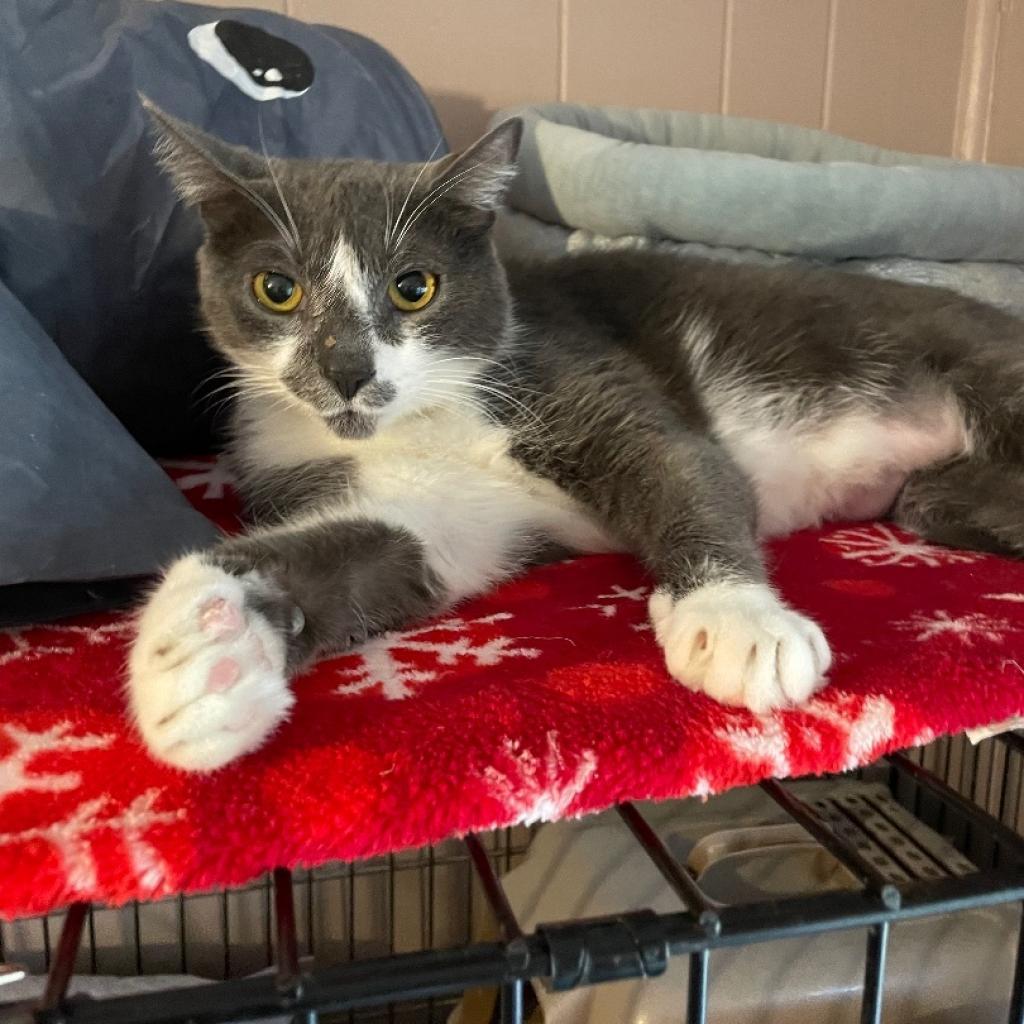 Gracie and Oliver, a Adoptable Domestic Short Hair in Tuscaloosa, AL image 5/5