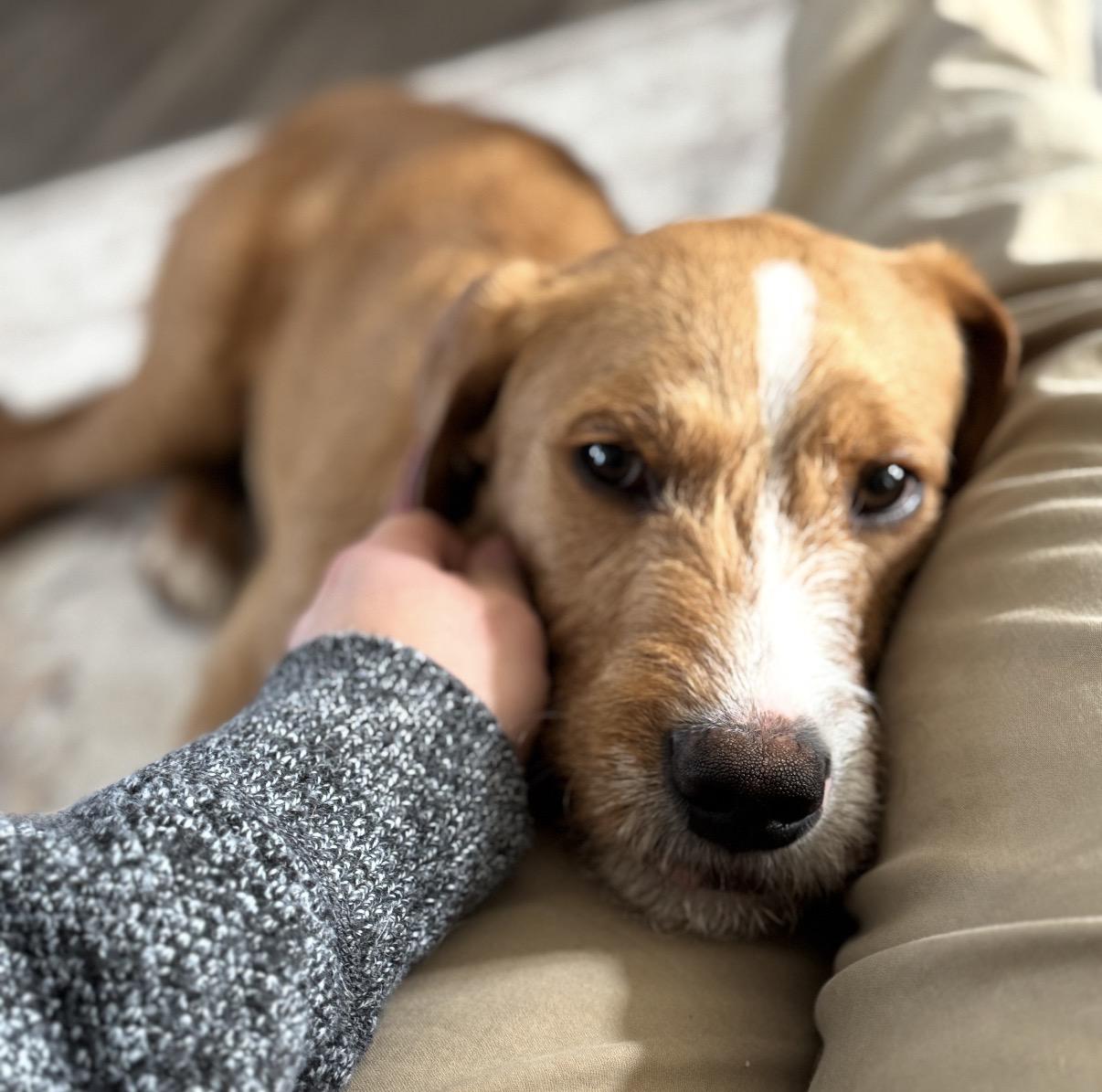 Enlarge Oakley, an adopted Mixed Breed in Maineville, OH image 6/6