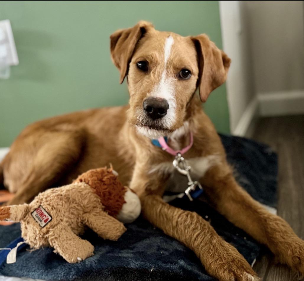 Enlarge Oakley, an adopted Mixed Breed in Maineville, OH image 1/6