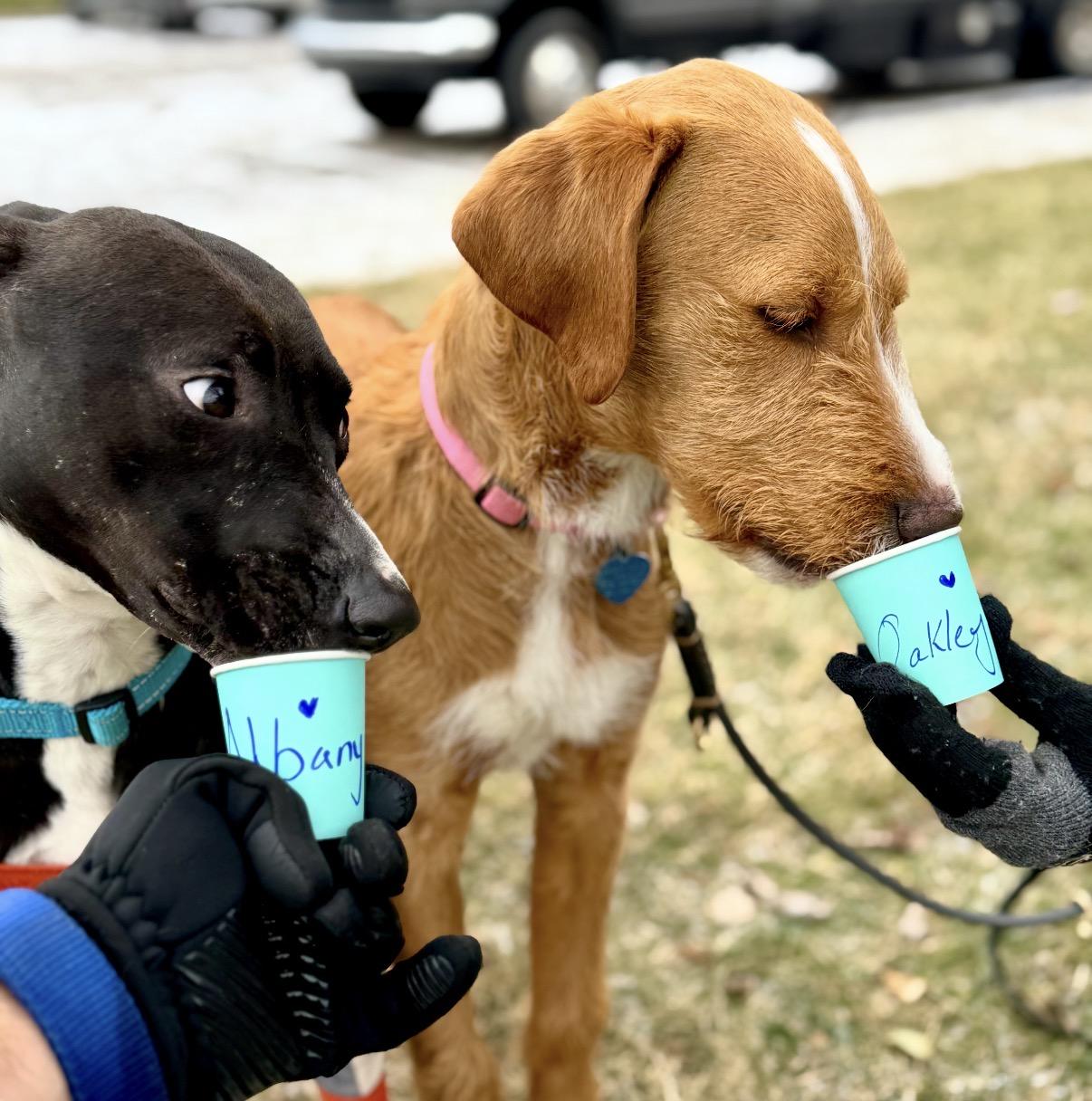 Enlarge Oakley, an adopted Mixed Breed in Maineville, OH image 5/6