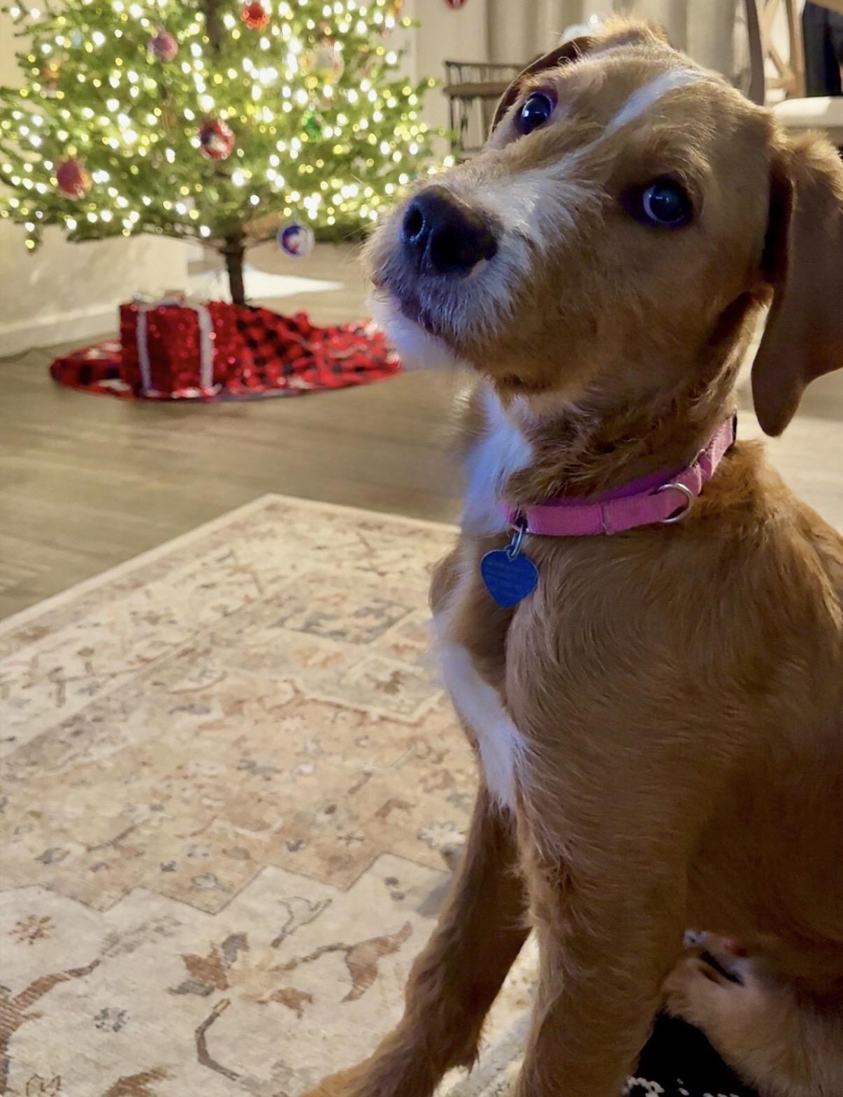 Enlarge Oakley, an adopted Mixed Breed in Maineville, OH image 3/6