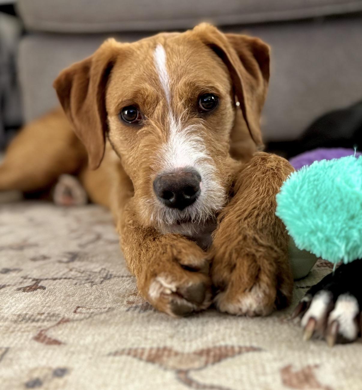 Enlarge Oakley, an adopted Mixed Breed in Maineville, OH image 2/6