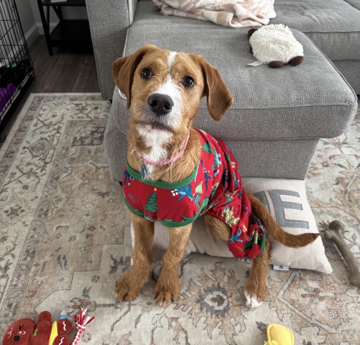 Enlarge Oakley, an adopted Mixed Breed in Maineville, OH image 4/6