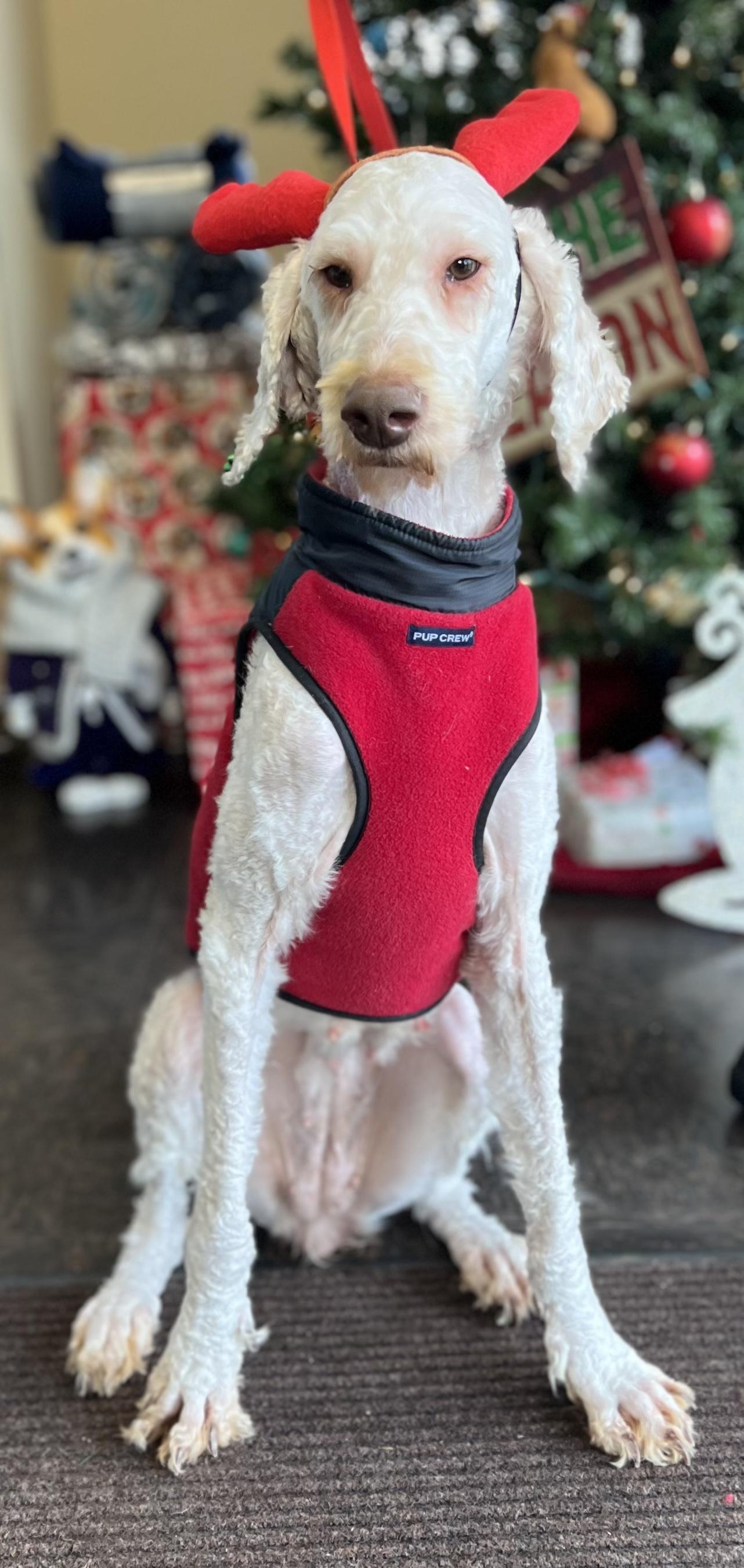 Snow, adopted, Adult Female Labradoodle.