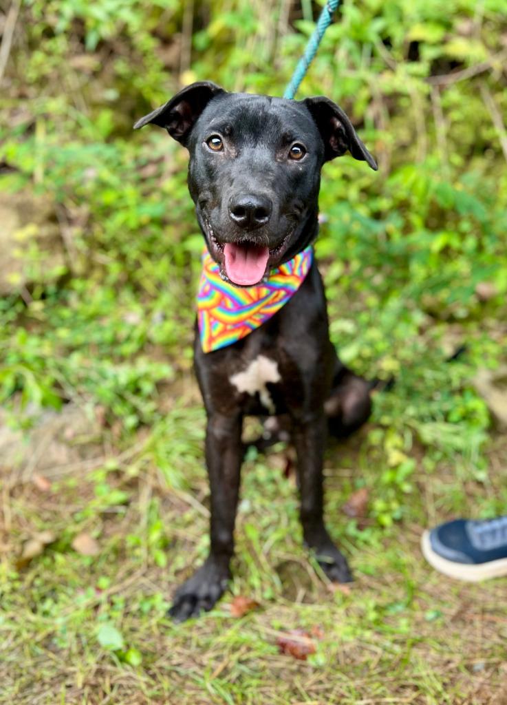Vinny, Adoptable, Young Male Labrador Retriever & Mixed Breed.