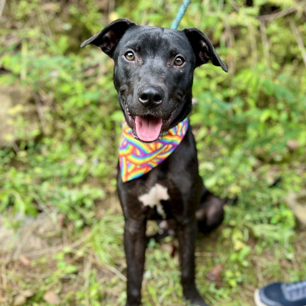 Enlarge Vinny, a Adoptable mixed breed in Ellijay, GA image 2/4