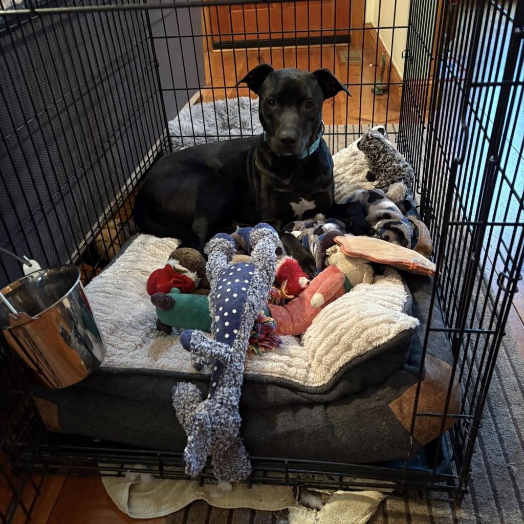 Enlarge Vinny, a Adoptable mixed breed in Ellijay, GA image 3/4