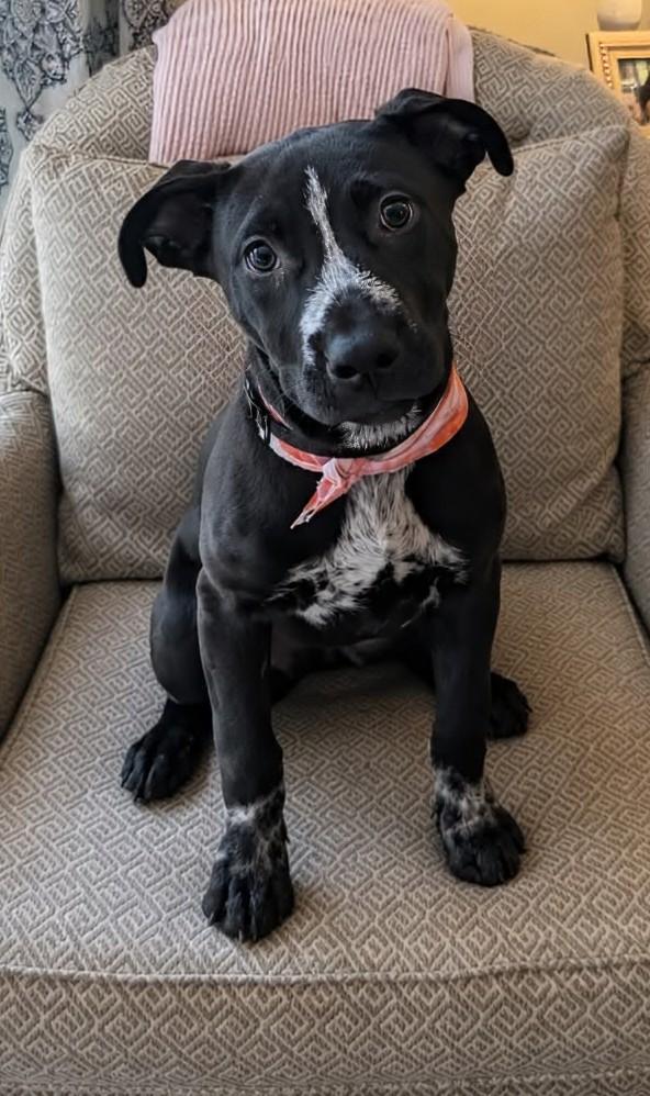 Coco ⚡, Adoptable, Puppy Female Mixed Breed.