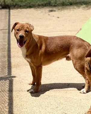 Eli 25D-107, Adoptable, Young Male Retriever.