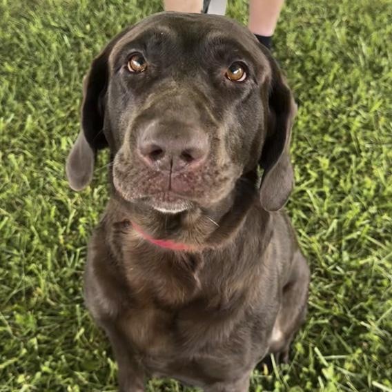 Enlarge Heidi, a Adoptable Chocolate Labrador Retriever in Toledo, OH image 3/3