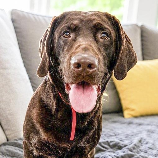Enlarge Heidi, a Adoptable Chocolate Labrador Retriever in Toledo, OH image 2/3