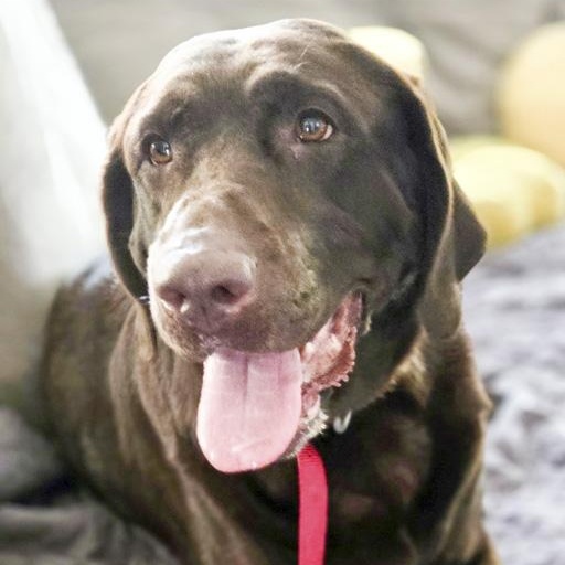 Enlarge Heidi, a Adoptable Chocolate Labrador Retriever in Toledo, OH image 1/3