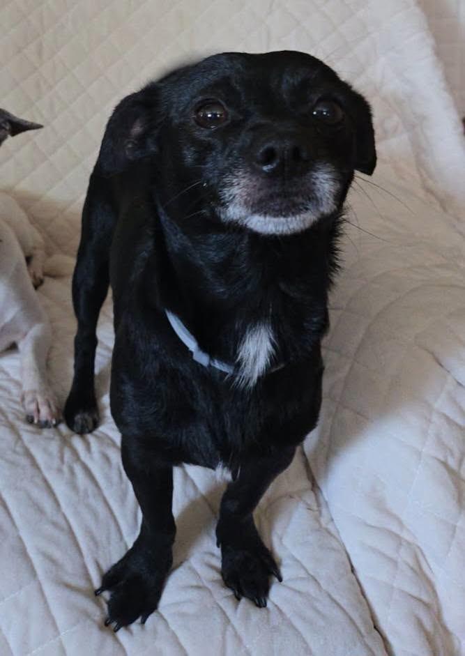 Shadow, Adopted, Adult Male Chihuahua.