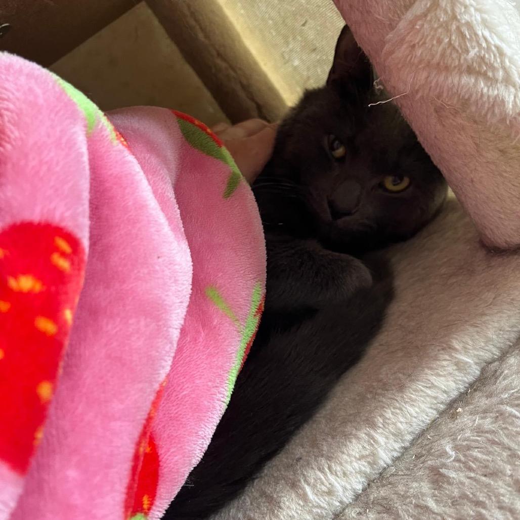 Bieber, Adoptable, Adult Male Domestic Short Hair.